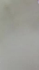 骚货后入